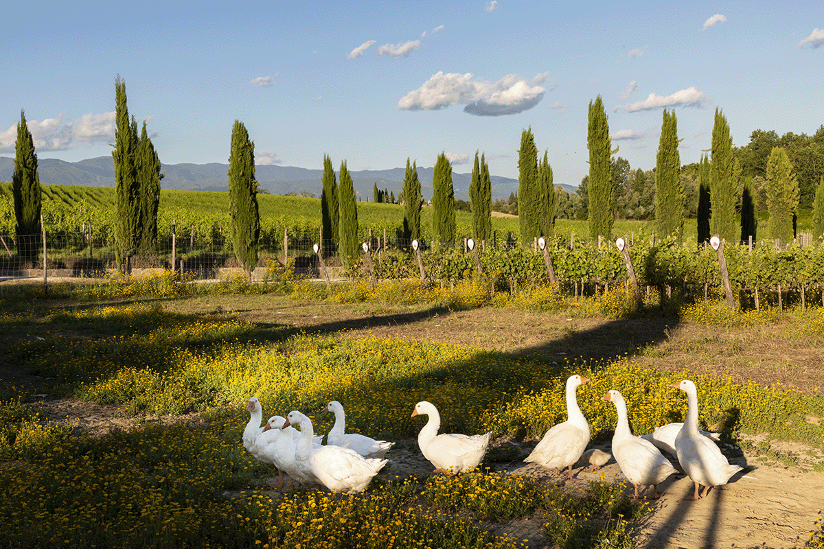 SOCIETÀ AGRICOLA LE DRIADI S.R.L. — foto 7